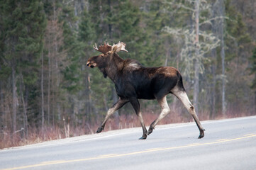 Moose Stock Photos. Moose crossing the highway in the winter season with a blur background in its habitat and environment displaying moose antlers, brown fur, long legs, nose. Picture. Image. Portrait