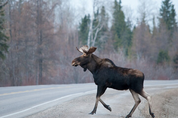 Moose Stock Photos. Moose crossing the highway in the winter season with a blur background in its habitat and environment displaying moose antlers, brown fur, long legs, nose. Picture. Image. Portrait