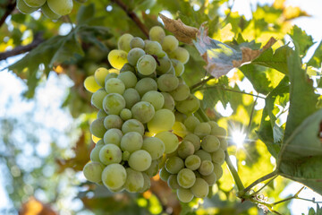 White wine grape harvest in a garden with sun beam on a background