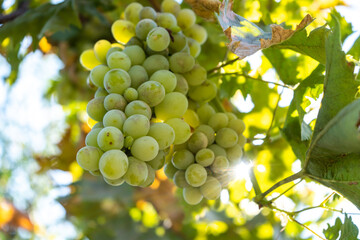 White wine grape harvest in a garden with sun beam on a background
