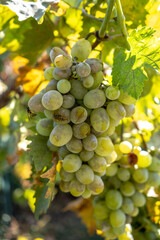 Wasps eating white grape in a garden
