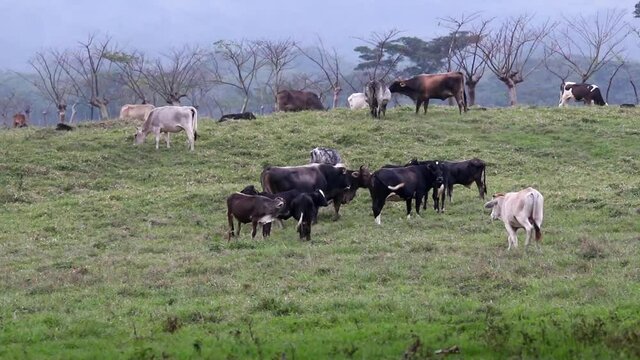 Cattle grazing and deforested land
