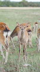 white tailed deer in the grass