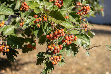 Autumn red wild berries, ripe rowanberry in the park