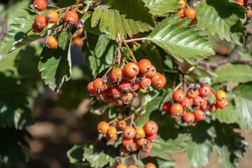 Autumn red wild berries, ripe rowanberry in the park