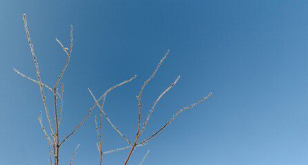 Tree twig are covered with snow frost. Ice crystals shine in sun. Background blue sky. Concept of winter holiday New Year and Christmas. Selective focus.