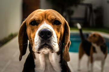 beagle dog portrait