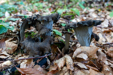 HORN OF PLENTY . Craterellus cornucopioides . TOTENTROMPETE . HERBSTTROMPETE
