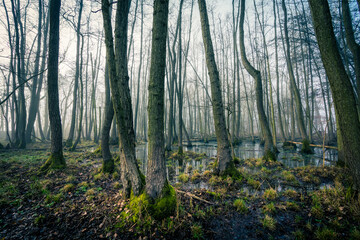 Obraz premium Moorlandschaft in Braunschweig Riddagshausen