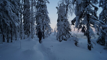 snow covered trees in winter