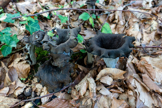 HORN OF PLENTY . Craterellus cornucopioides . TOTENTROMPETE . HERBSTTROMPETE
