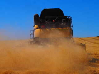 Wheat harvester in operation in a wheat field.