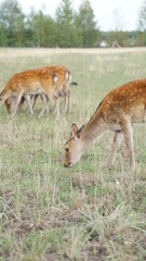 white tailed deer in the grass