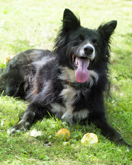 A black sheepdog playing with some fruits