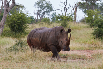 White rhino in Swaziland