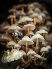 Family of mushrooms toadstools
