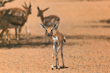 A baby calf Arabian Gazelle turns its head all the way backwards to have a look.