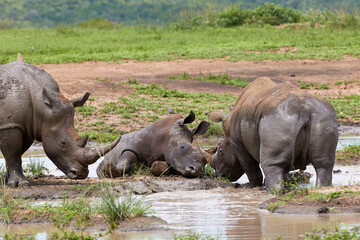 Obraz premium Three white rhinos taking a bath