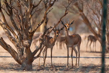 Two adult Arabian Gazelles peep from under a tree to have a look at their surroundings and to ensure everything is safe.