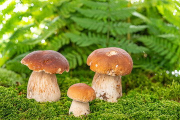 edible mushrooms - Boletus edulis in forest