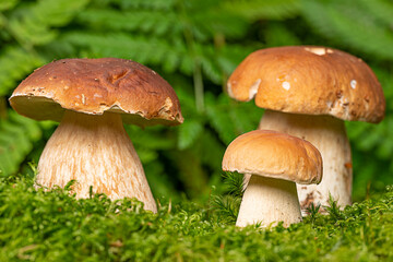 edible mushrooms - Boletus edulis in forest