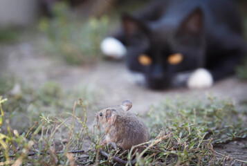 A Little house mouse and a creeping cat