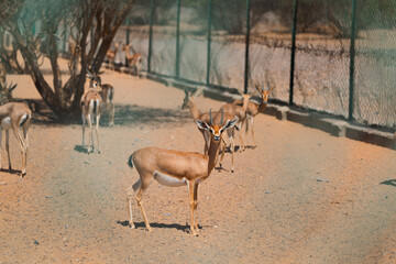 Arabian Gazelles raise their head and look around to ensure everything is safe around them