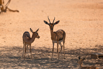 Three Arabian Gazelles gathered around to have a chat.