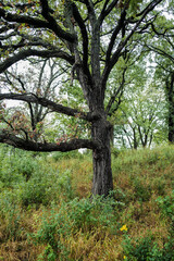 old tree in the park