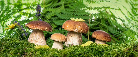 edible mushrooms - Boletus edulis in forest