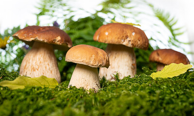 edible mushrooms - Boletus edulis in forest