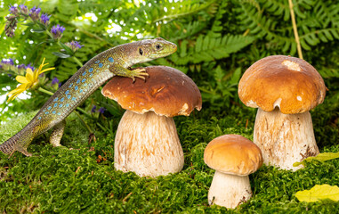 cute lizard in forest still life with mushrooms