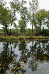 reflections of trees in water