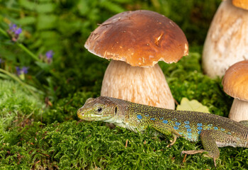 cute lizard in forest still life with mushrooms