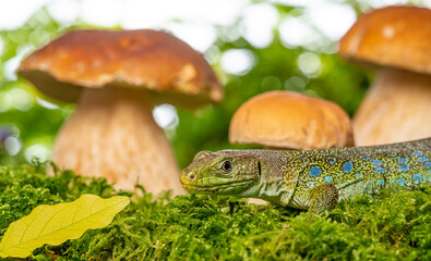 cute lizard in forest still life with mushrooms