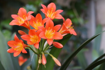 Orange and yellow Clivia flowers 