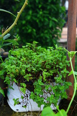 Culinary herb peppermint Pudina growing in plant, Kitchen gardening organic Indian vegetable used in indian chutney pickle