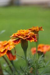 Small beautiful yellow-orange flowers (large)