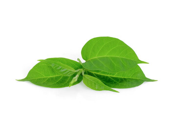 gymnema inodorum leaf isolated on white background, tropical  herb