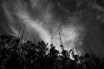 Storm clouds over the forest / black and white - Monte Pedroso, Santiago de Compostela, Spain
