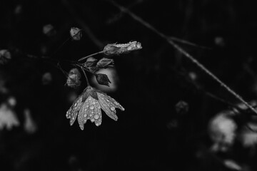 Flowers with drops of water in a forest background / black and white - Monte Pedroso, Santiago de Compostela, Galicia, Spain