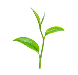 green tea leaf isolated on white background