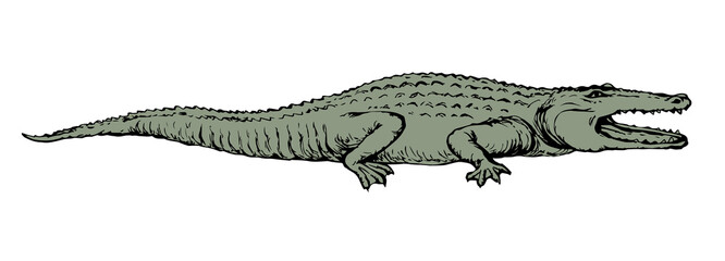 Crocodile. Vector drawing icon sign