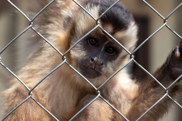 sad nail-monkey behind fence