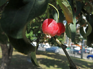 Pair of pink Plumleaf crab apples among the green leaves in the tree. Autumn sunny weather. Ukraine  