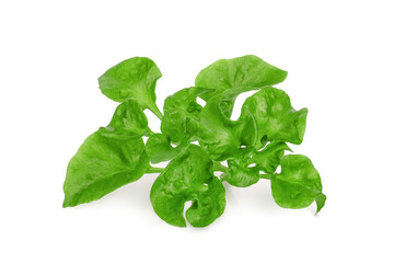 watercress salad isolated on white background
