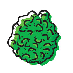 Bergamot isolated on white background. Vector illustration of fruit.