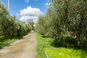 Fototapeta na wymiar paesaggio di campagna con strada con pozzanghere alberi di ulivi sui lati cielo blu e nuvole bianche