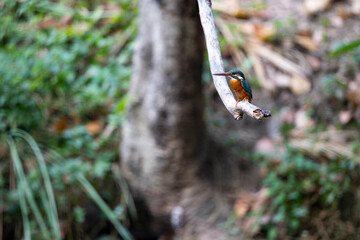 Common kingfisher