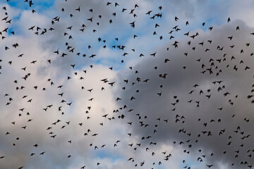 a lot of flying birds in the cloudy sky
